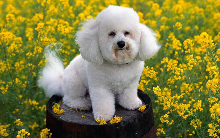 Bichon Frisé