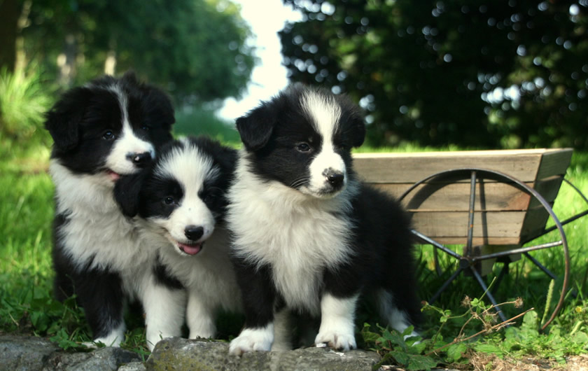 Border Collie