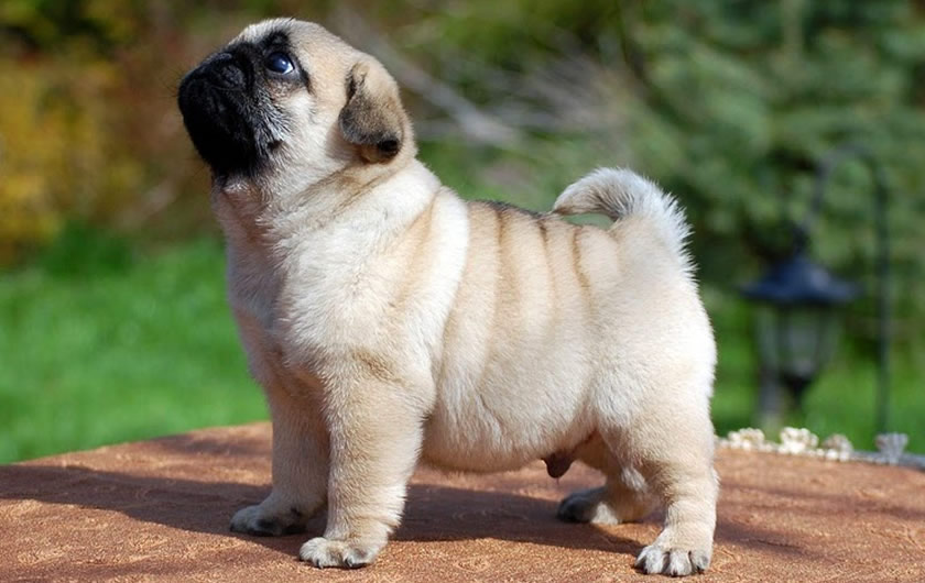 Pug