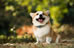 Welsh Corgi Pembroke
