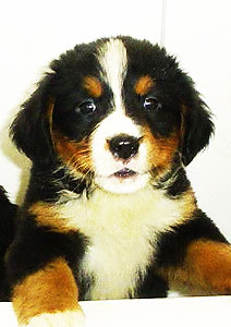 Florais para eles também