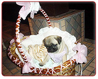 Bernese Mountain Dog